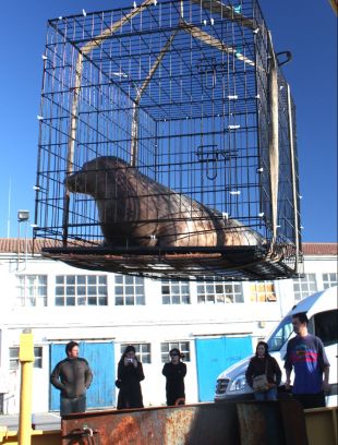 Teimoso, embarcando no 'Ferreira Martínez', este luns en Marín